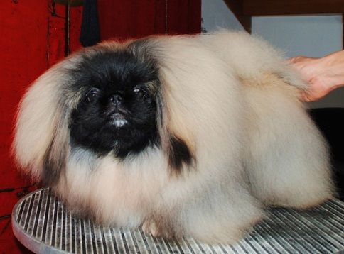 Vannjty Jules césar emperor