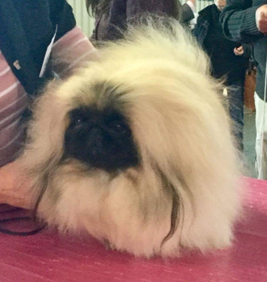 Vannjty Leia princess