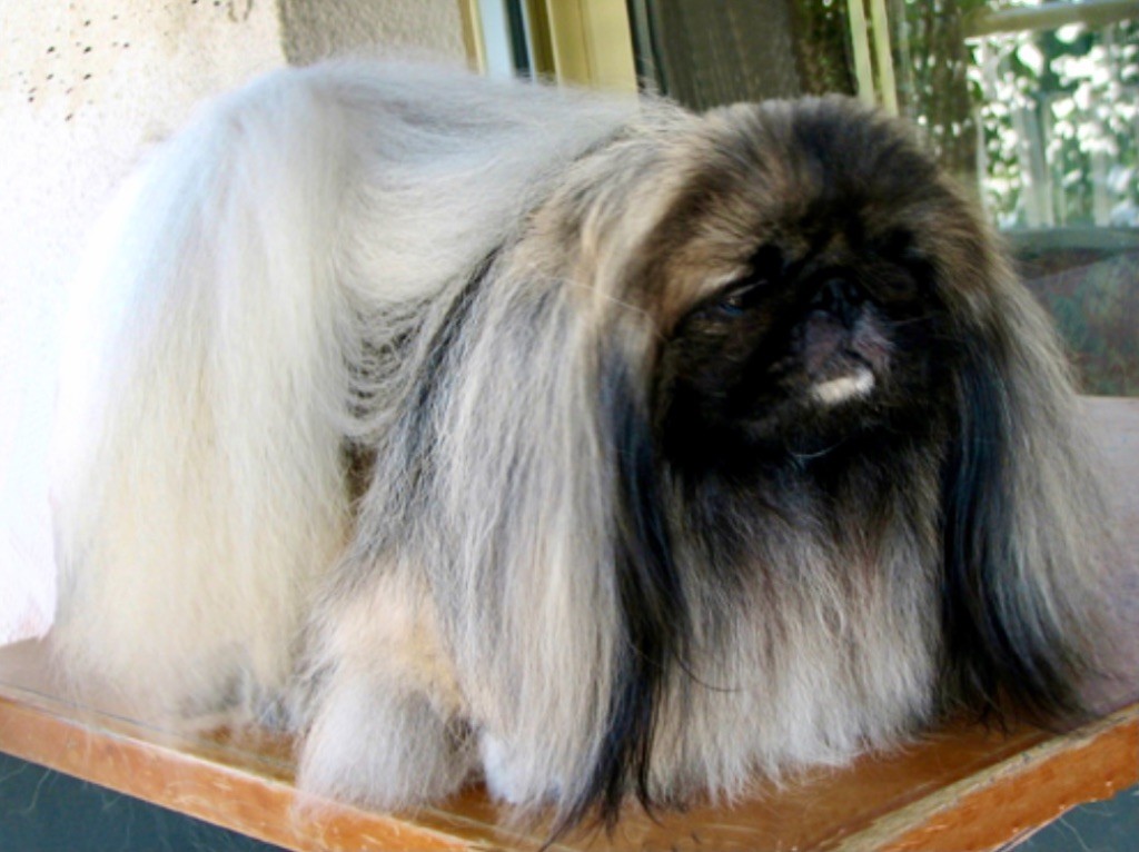 CH. B'shantung Des fougeres du miaulaure