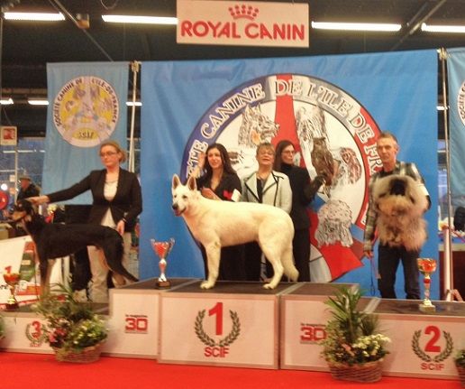 Vannjty - PARIS DOG SHOW 2015 Spéciale du Club
