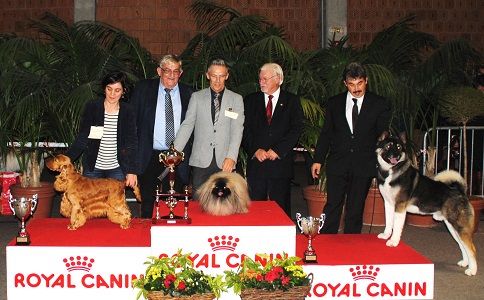 Vannjty - NATIONALE CALAIS (F) BEST IN SHOW de GUILLAUME THE CONQUEROR