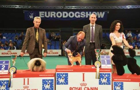 Vannjty - INTERNATIONALE COURTRAI 2015