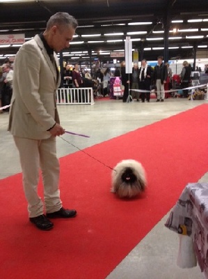 Vannjty - PARIS DOG SHOW - VINCENNES 2014
