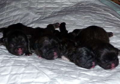 Vannjty - NAISSANCE DE 4 BEBES LE 26 AOUT 2011