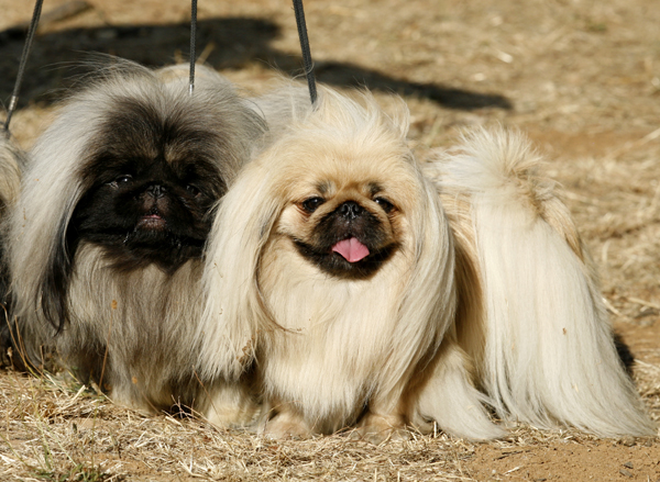 Reportage Photos SANCHEZ Vos Chiens Magazine